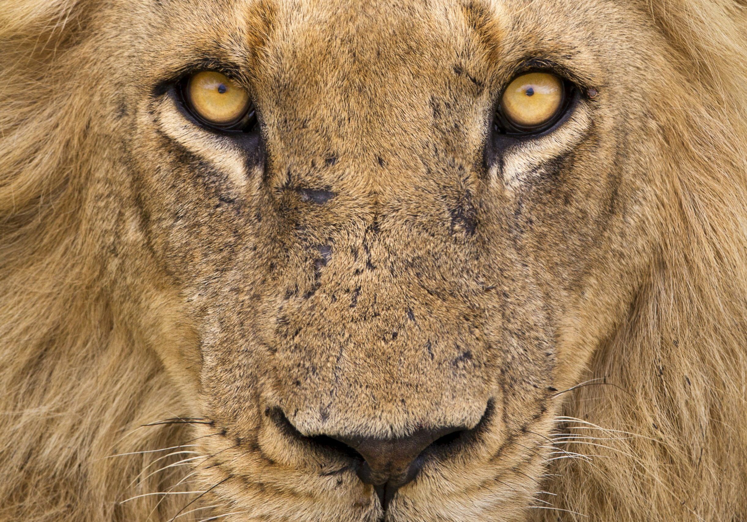 A close up portrait of a male Lion captured in Northern Kruger, South Africa.