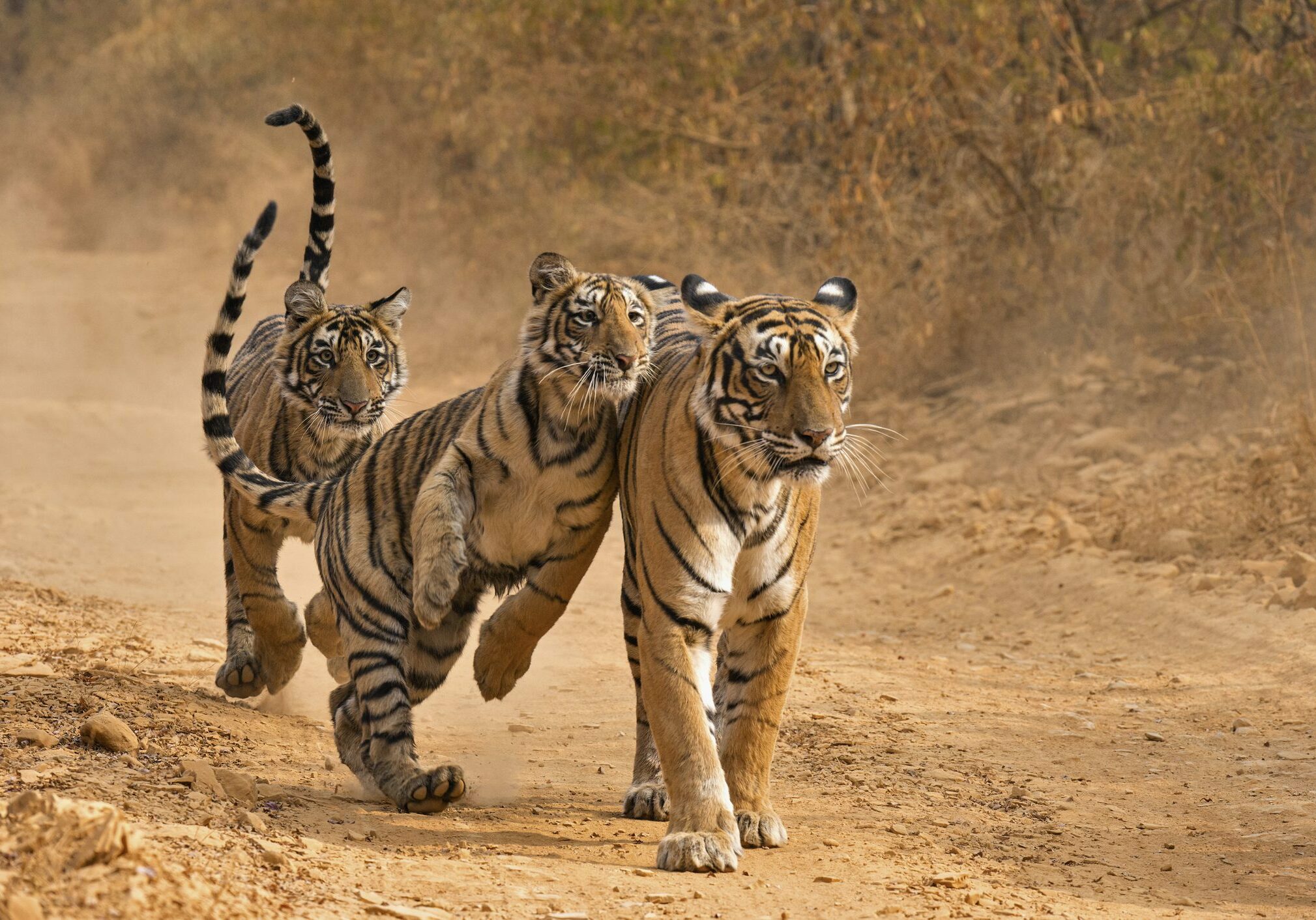 Three wild Bengal tiger - one mother and her two sub adult cubs, in a dirt track in the dry forests of Ranthambhore. The mother is walking towards the camera and one of her cubs is jumping on her tenderly, while the other cub is running towards them in the background.