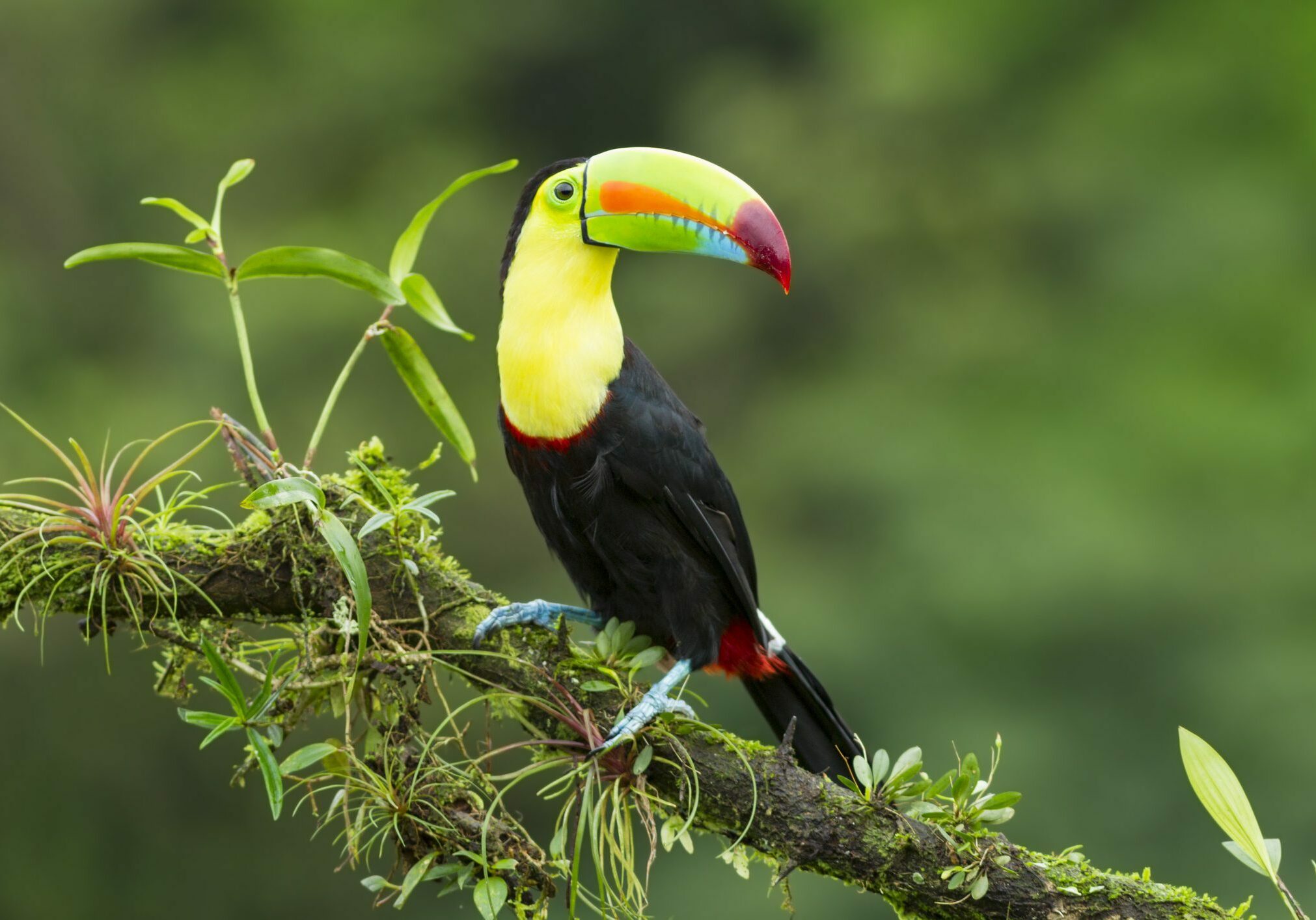 Keel-billed Toucan (Ramphastos sulfuratus) rests on a mossy branch at rainforest in Costa Rica